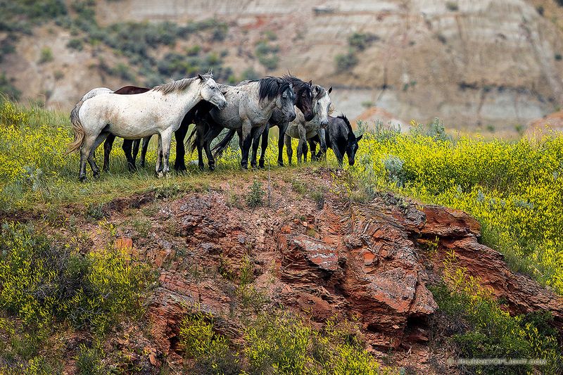 North Dakota – Theodore Roosevelt National Park