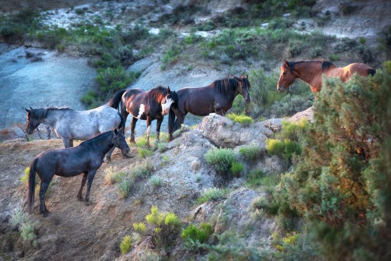 Theodore Roosevelt National Park's Prairie Dancers