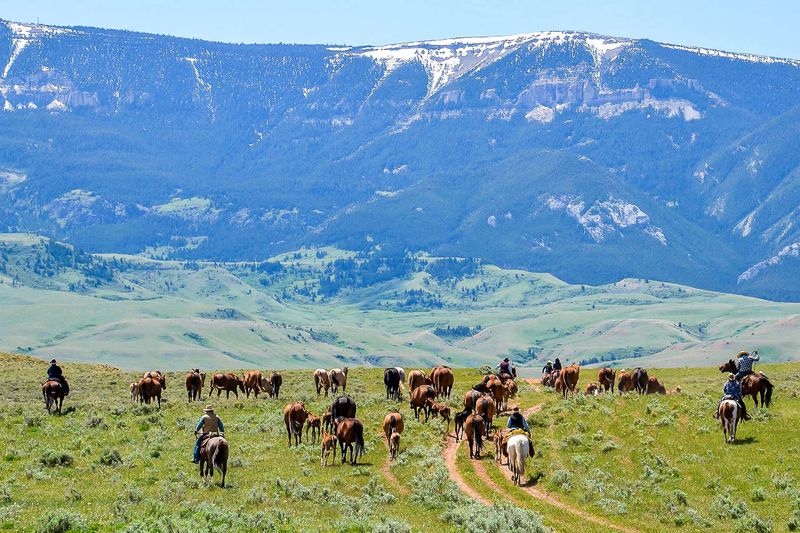 Wyoming Horse (Wyoming)