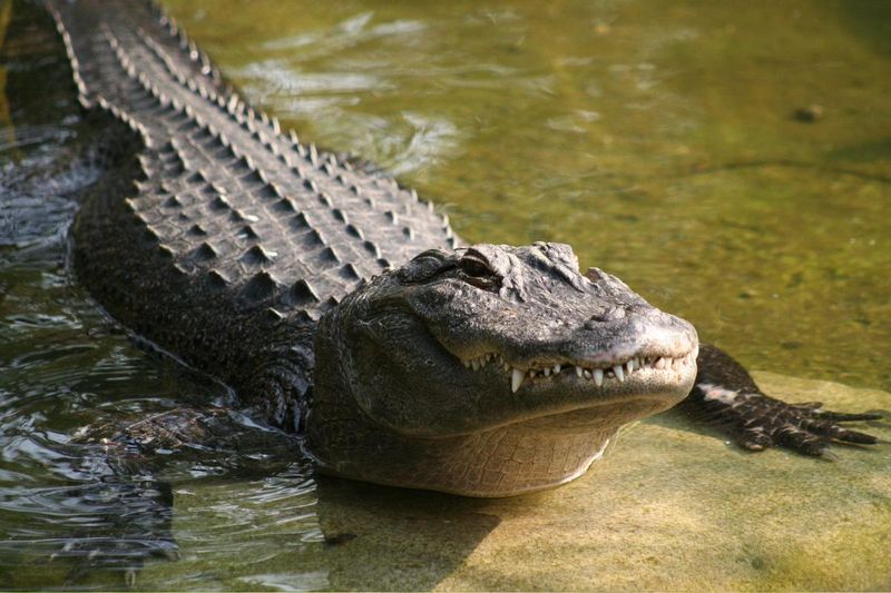 Oklahoma: Sooner State's Surprising Reptiles