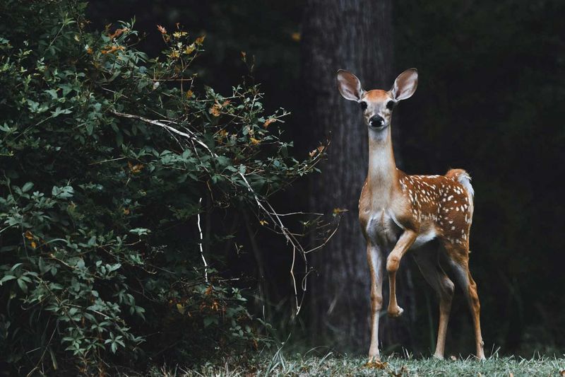 Ohio – Wayne National Forest
