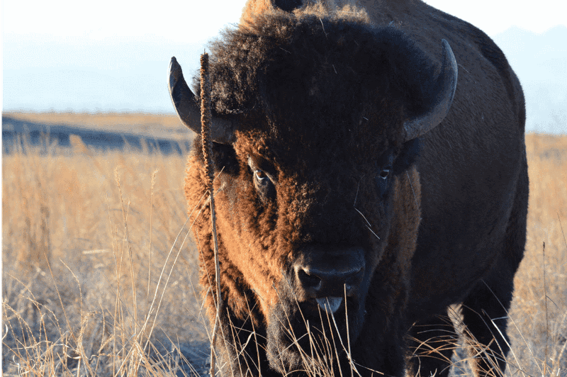 Utah's Henry Mountains Harbor Genetically Pure Bison