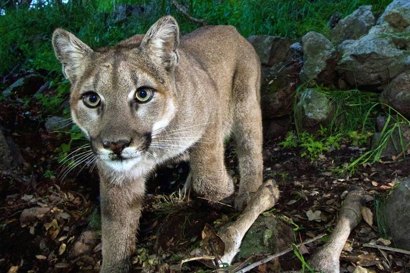 Appalachian Mountain's Vanishing Ghost: Eastern Cougar