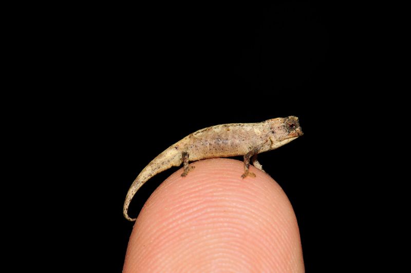Nano-Chameleon
