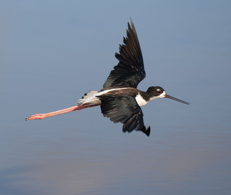 Hawaiian Stilt (Ae'o)