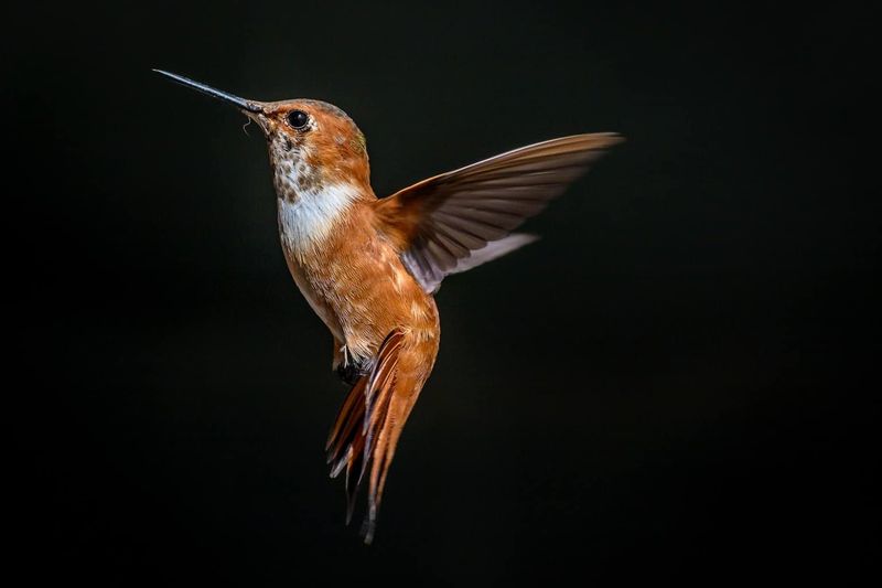 Rufous Hummingbird