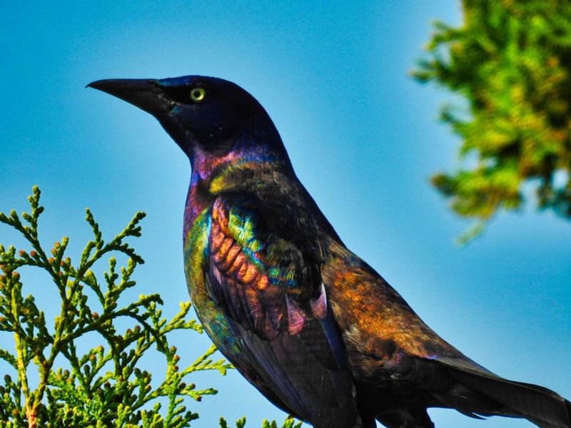Common Grackle