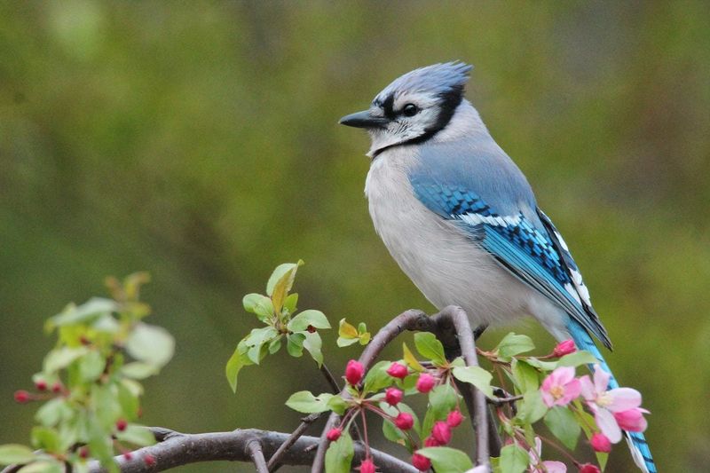 Blue Jay - The Noisy Sentinel