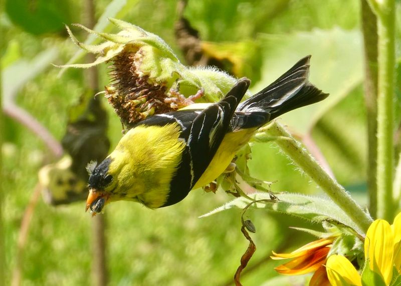 Goldfinch