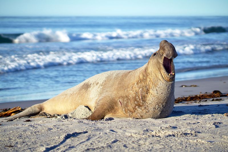 Enormous Giants: Southern Elephant Seals