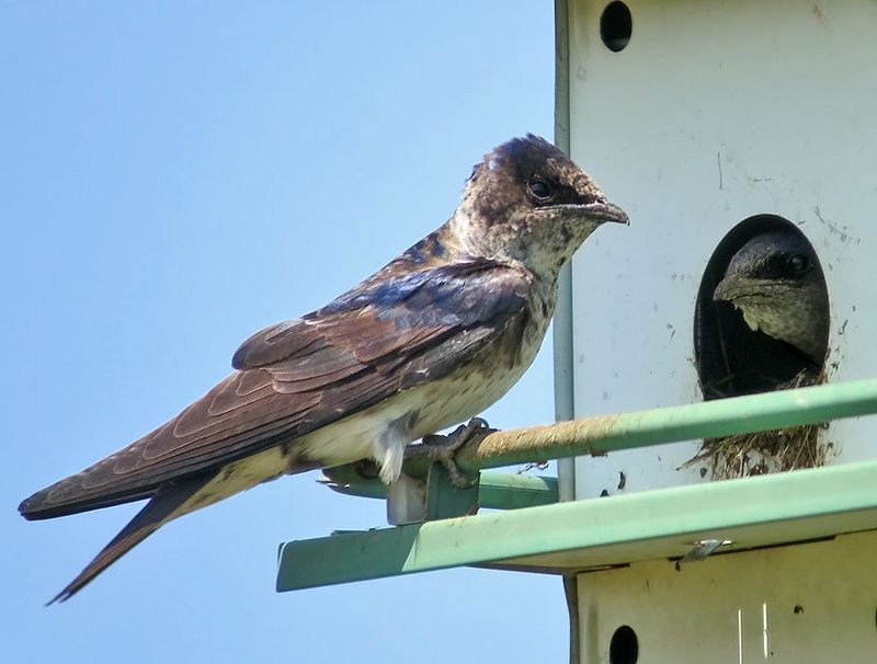 Purple Martin