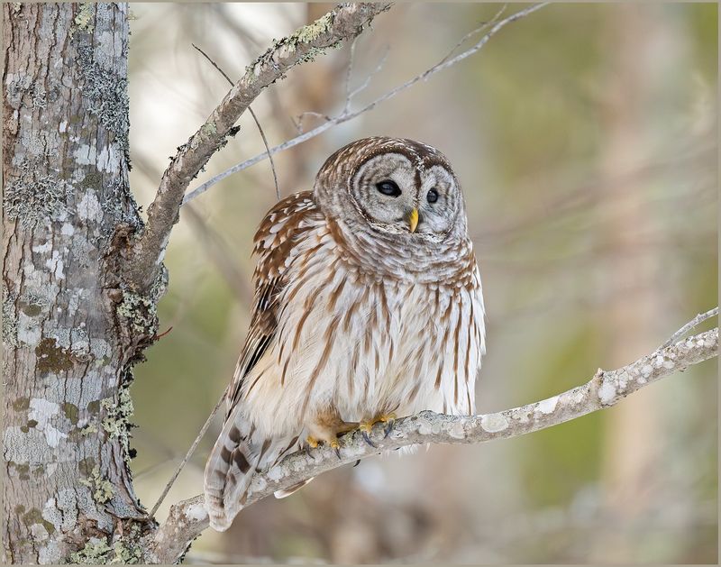 Barred Owl