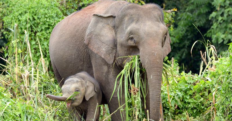 Borneo Pygmy Elephant