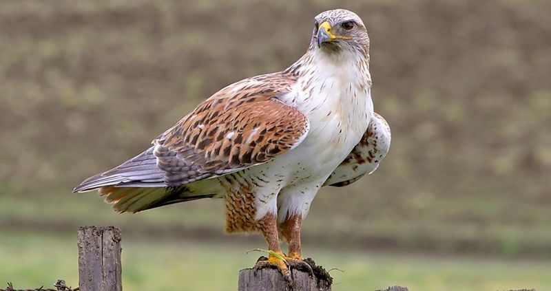 Ferruginous Hawk: Prairie Giant