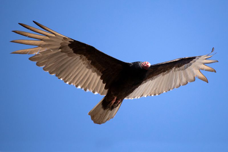 Turkey Vulture