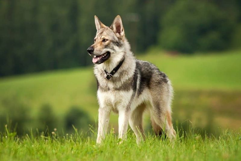 Saarloos Wolfdog