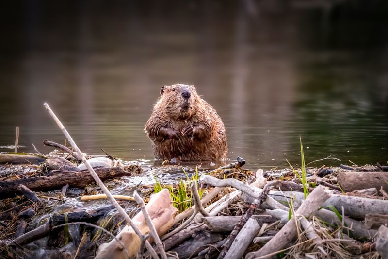 North American Beaver