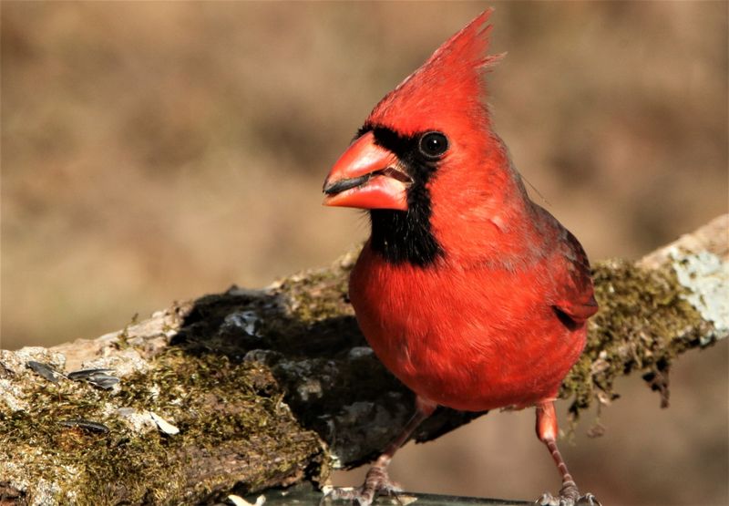Northern Cardinal