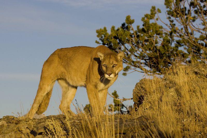 Great Basin's Desert Shadow: Mountain Lion