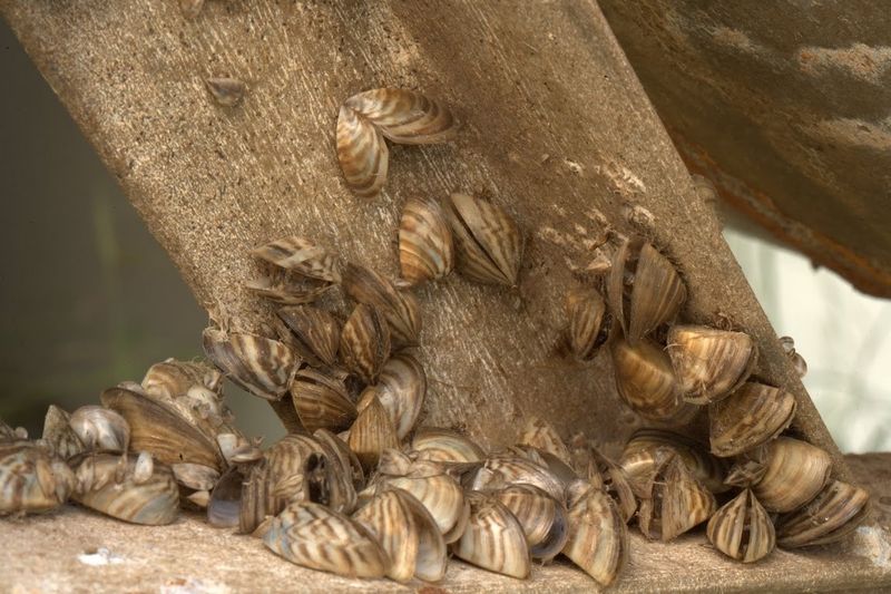 Zebra Mussel