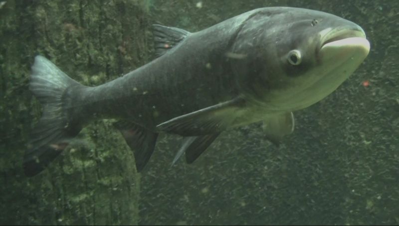 Asian Carp