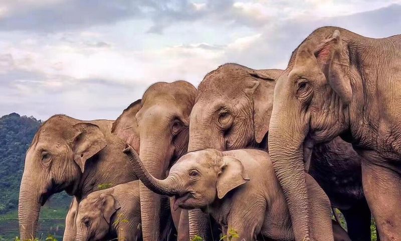 Asian Elephant