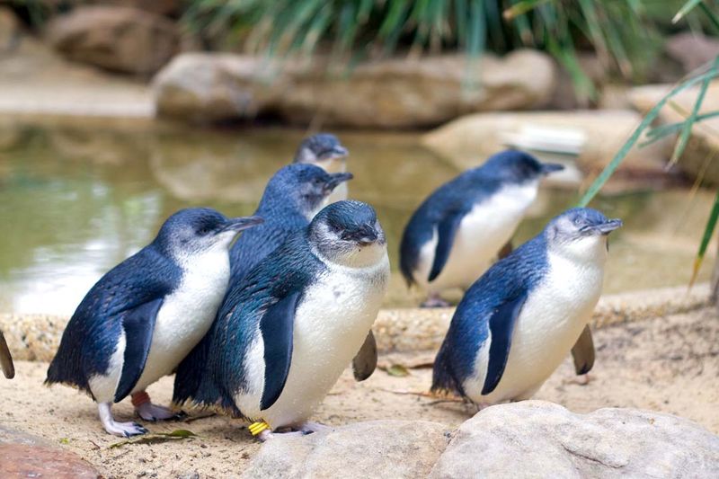 Little Blue Penguin