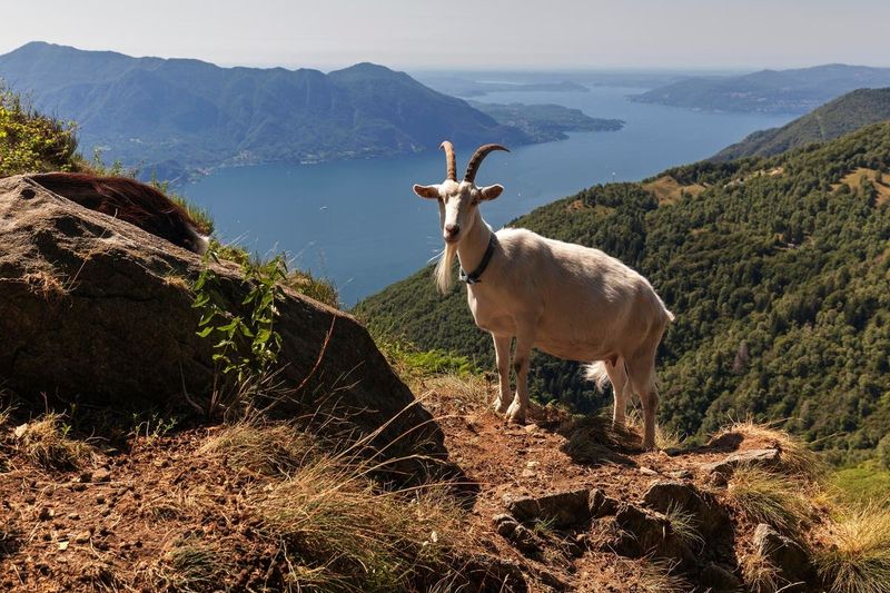 Mountain Goat