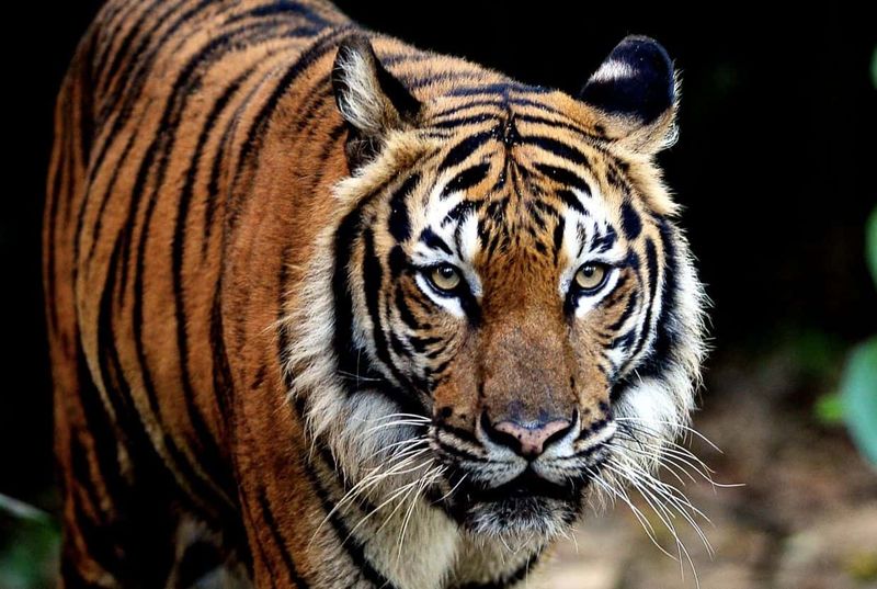 Malayan Tiger – The Vanishing Jungle King