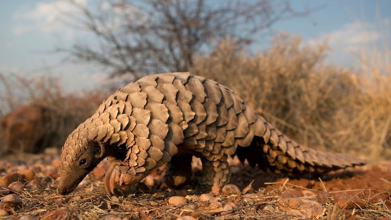 Pangolin: The Walking Pinecone That Needs Protection