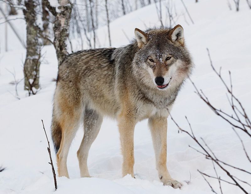 Eurasian Wolf - The Old World Monarch