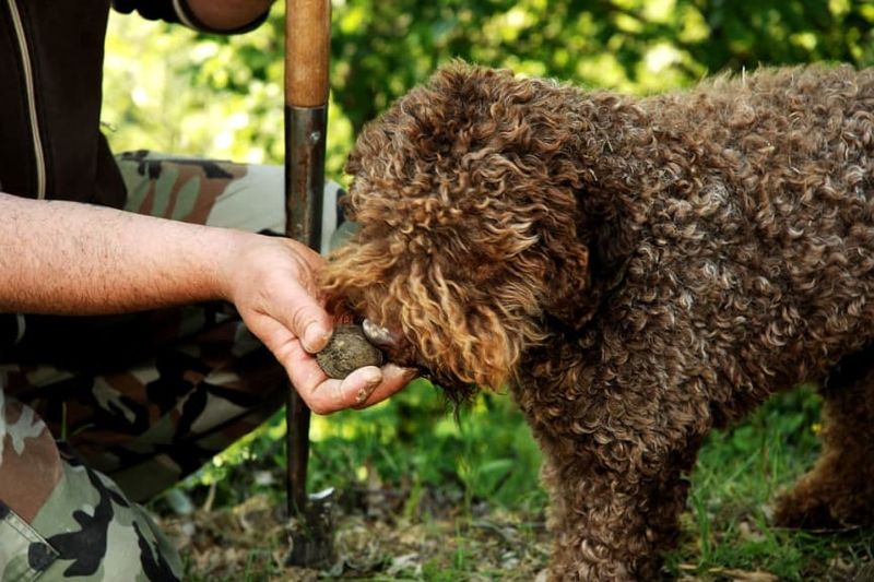 Lagotto Romagnolo