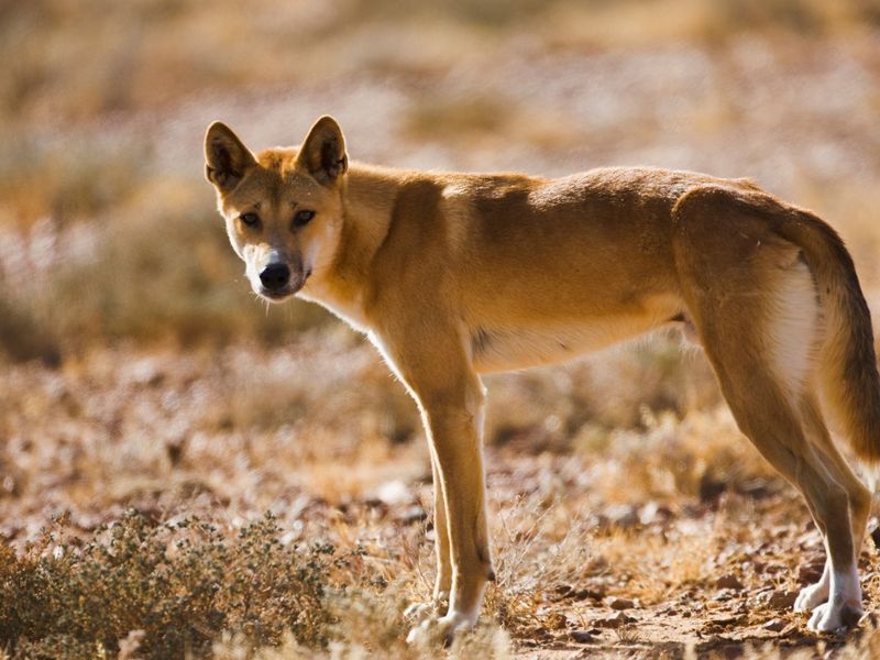 Dingo