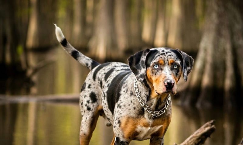 Catahoula Leopard Dog