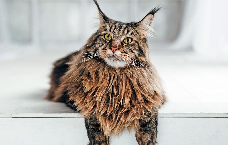 Maine Coon – The Gentle Giant Who Waits Patiently
