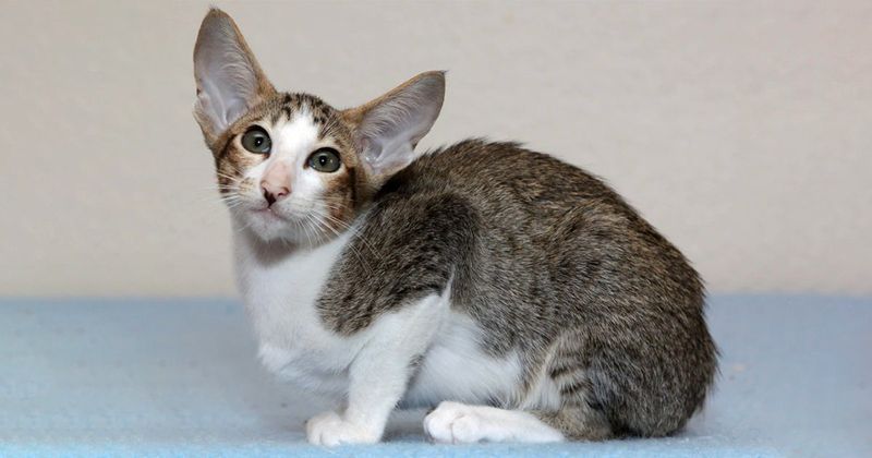Oriental Shorthair