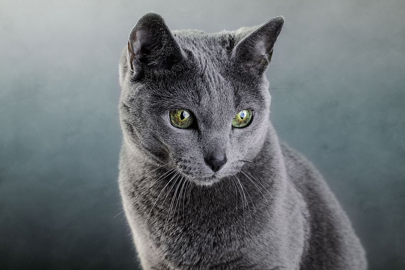 Russian Blue