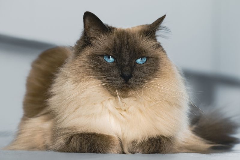 Ragdoll's Silken Symphony
