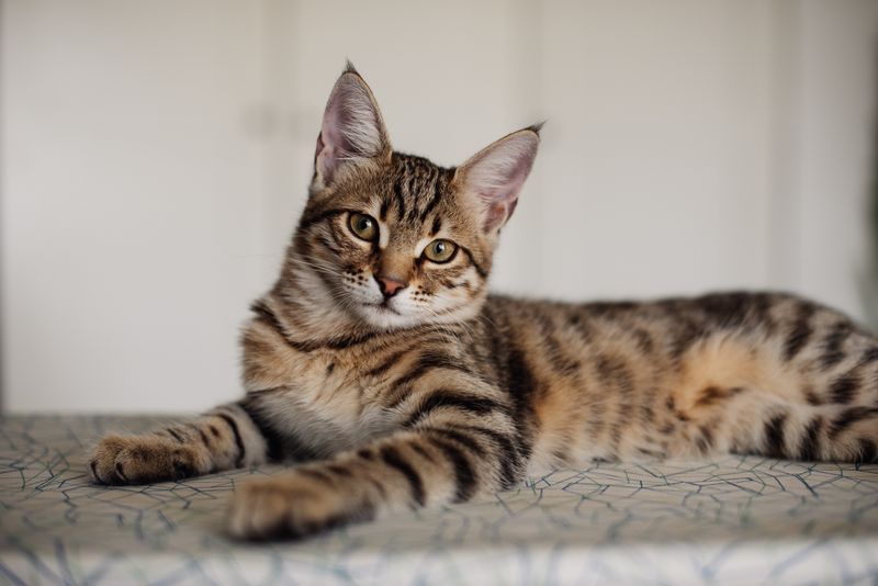 Bengal Cat