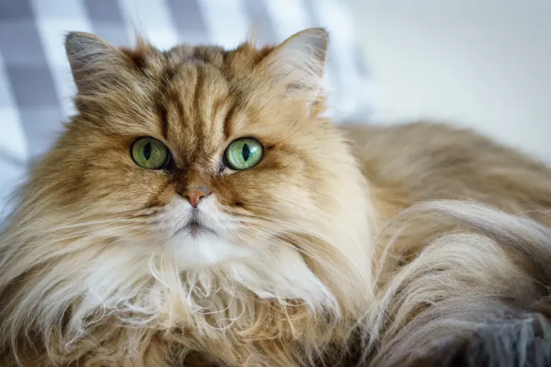 Persian Maine Coon Mix