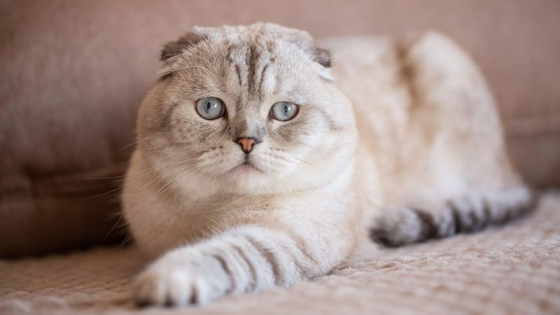 Scottish Fold: Thoughtful Presence Keepers