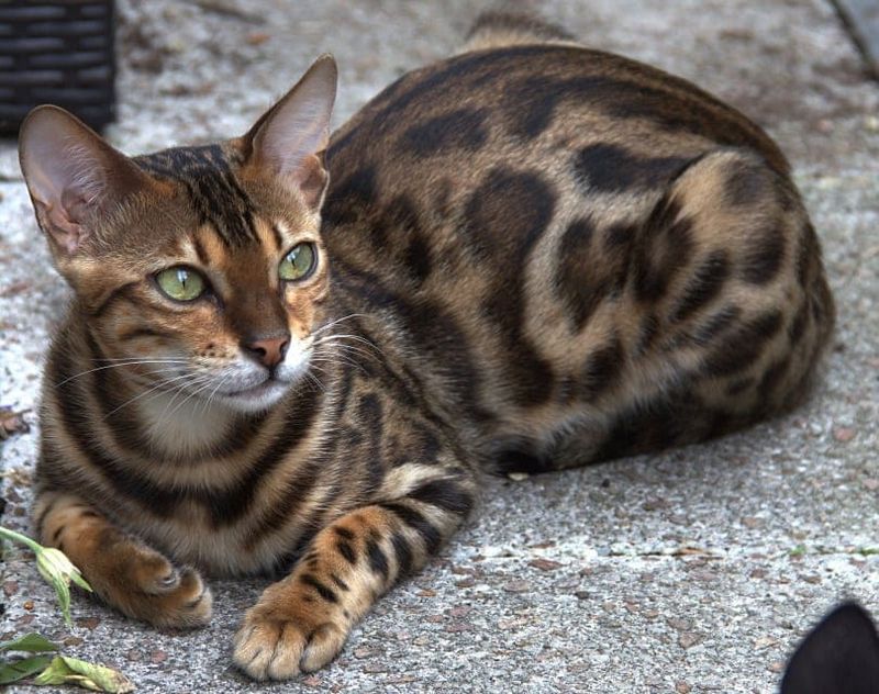 Bengal: The Spotted Wonder
