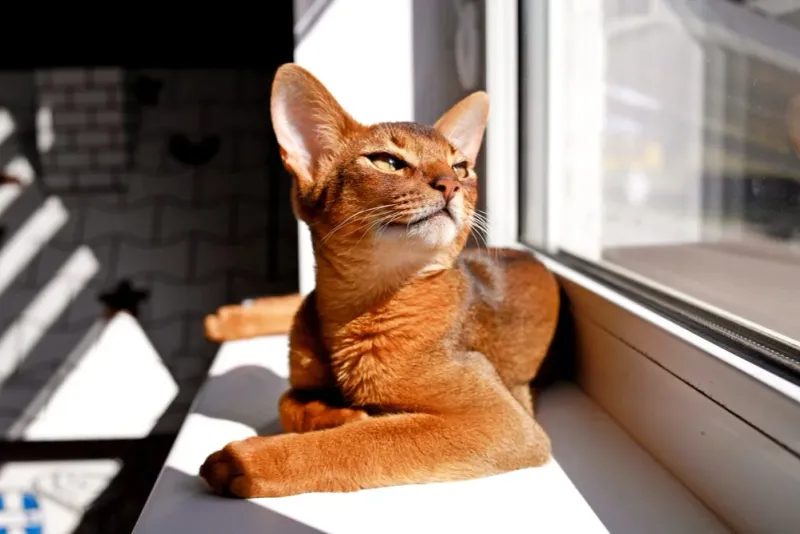 Abyssinian: The Playful Explorer