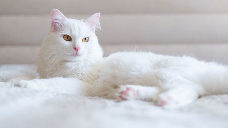 Turkish Van - The Water Lover