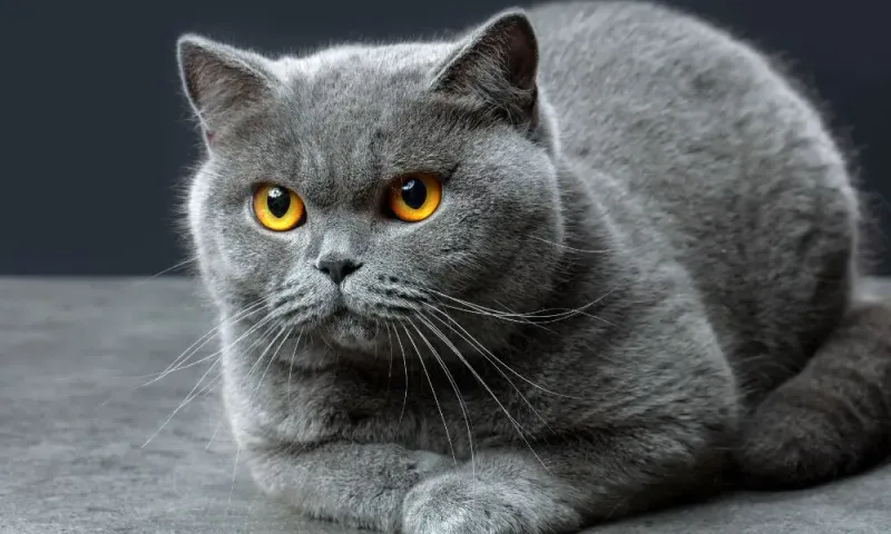Chartreux: The Silent Partner