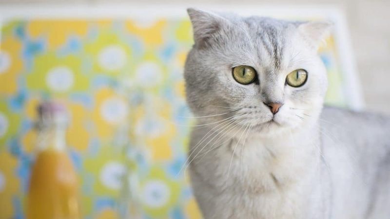 Scottish Fold: The Deceptively Innocent Troublemaker
