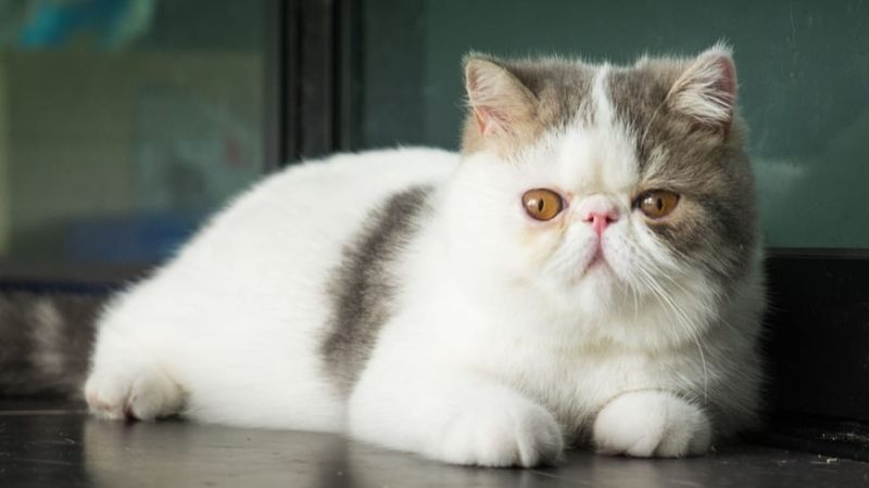 Exotic Shorthair: The Compassion Champion