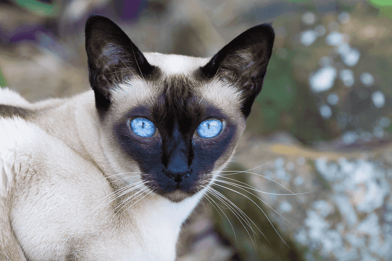 Tonkinese: The Balanced Blend