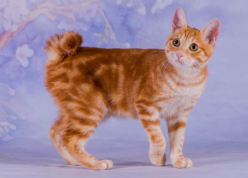 Japanese Bobtail: Ancient Art Or Modern Fancy?