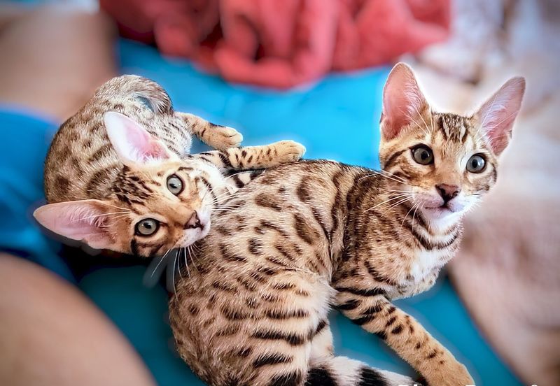 Bengal